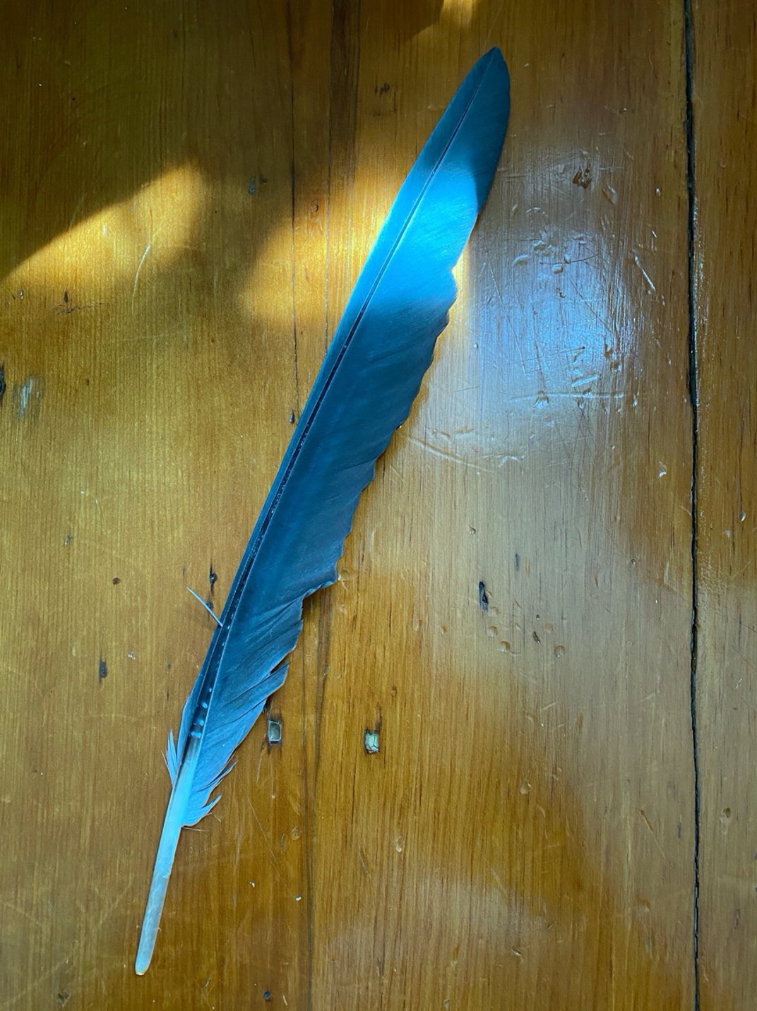 Museum-collections-including-a-blue-heron-feather.jpeg